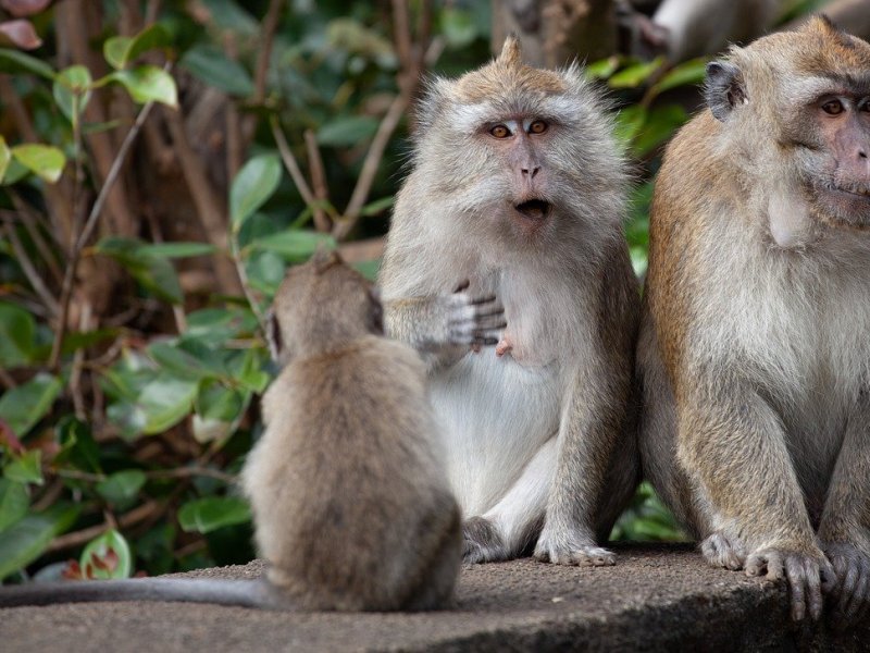 Monkeys Are Better at Economics Than I&nbsp;Am